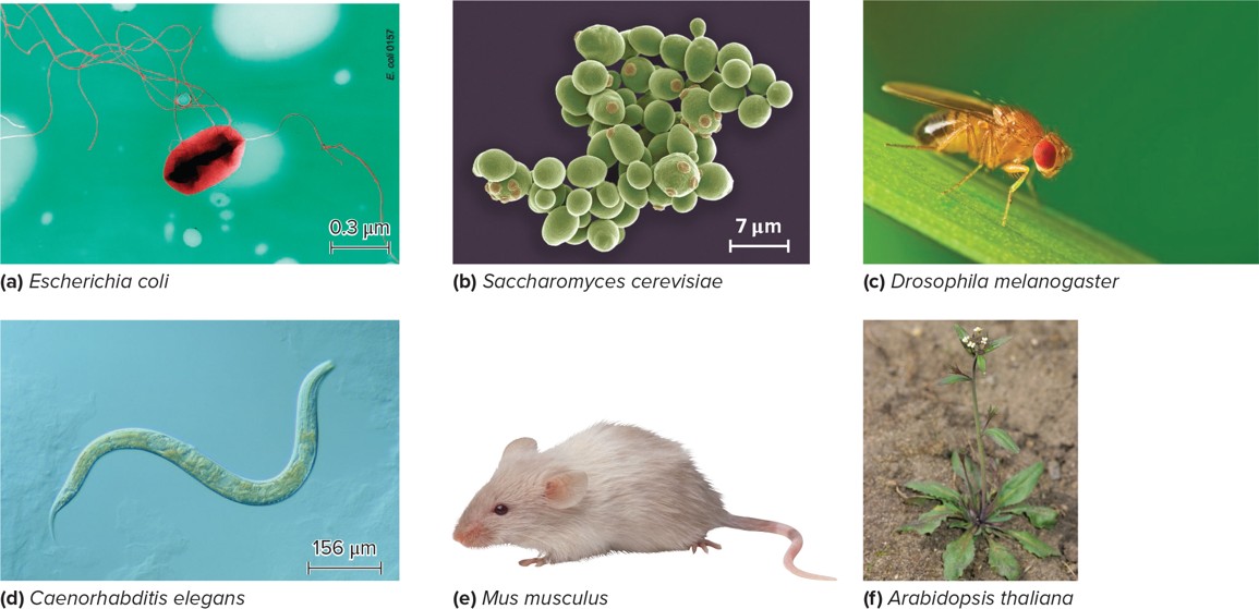 Researchers often times study model organisms so they can compare their research results.
